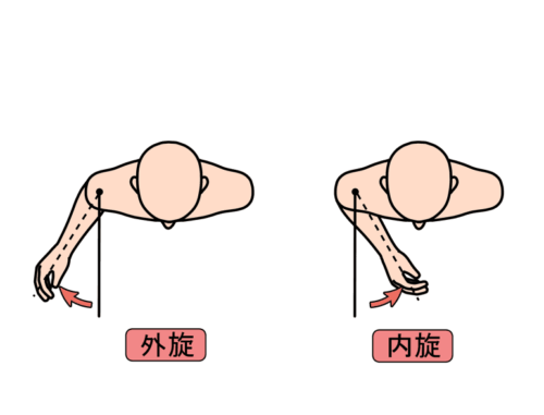 肩の回旋の動きを表したイラスト